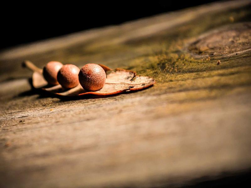 الإنجليزية للمحادثة